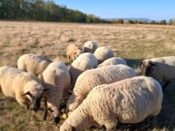 公羊, Shroshire sheep