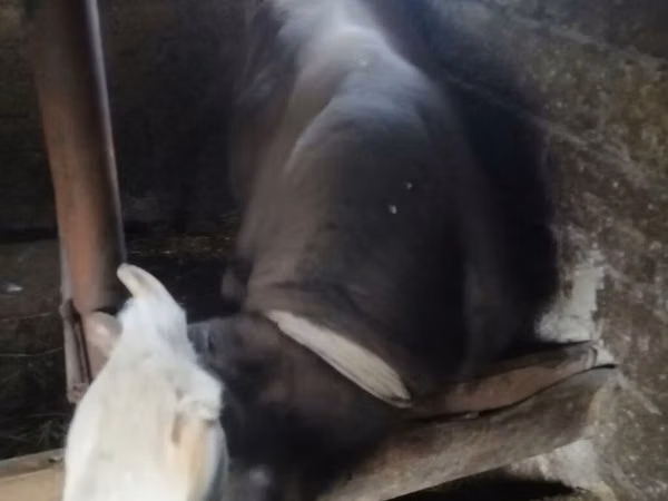 Bull, Simmental cattle