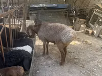 公羊, Sheep — 照片 1