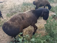 كبش, Hissar sheep — الصورة 5