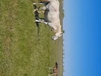 Yegua, Kazakh horse — foto 5