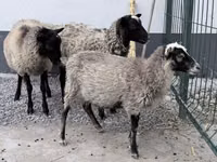 Кочкор, Гиссар койу — сүрөт 1