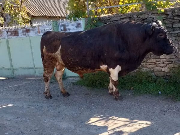 Bou, Bovine