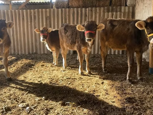 Sigir, Swiss cattle