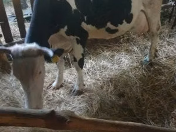 Cow, Russian Black pied cattle