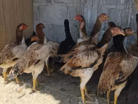 Ayam Cemani — photo 1