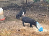 Vier, Porci — foto 2
