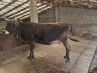 Vaca, Swiss cattle — foto 5