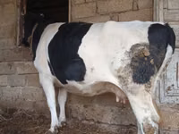 गाय, Russian Black pied cattle — फ़ोटो 3