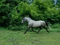 Aygʻir, Lipizzaner — 3-rasm