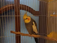 Nimfa (cockatiel) tutuquşu və qəfəs dəsti - Növ: Nimfa tutuquşu — 照片 4