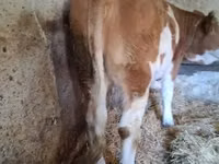 गाय, Simmental cattle — फ़ोटो 1