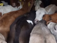 牛只（批次，未指定性别）, Simmental cattle — 照片 4