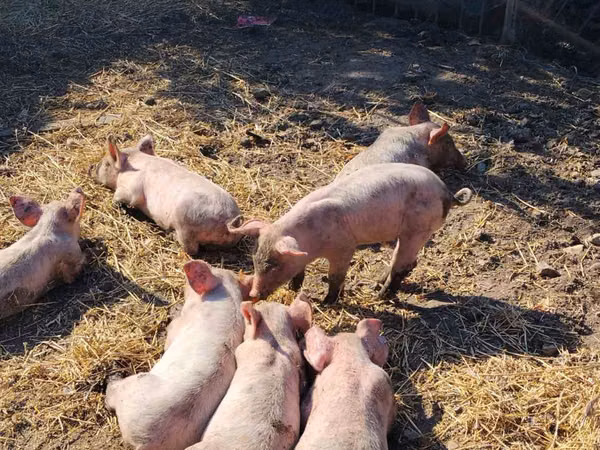 Säue, Schweine — Republik Moldau