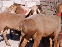 भेड़, Edilbay sheep — फ़ोटो 3