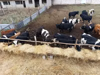 ثور, Russian Black pied cattle — الصورة 2