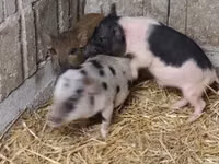Boar — photo 2