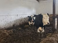 Cow, Russian Black pied cattle — photo 2
