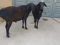 मेढ़ा, भेड़ — फ़ोटो 7