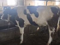 Toro, Simmental cattle — foto 6