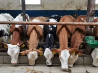 Taureau, Simmental cattle — photo 1