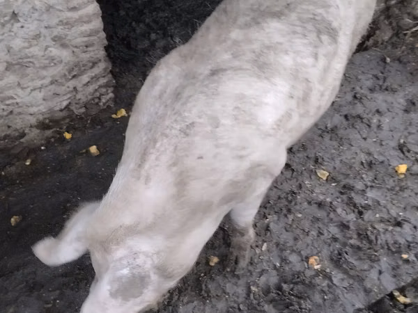 母猪, Pigs