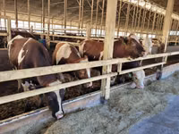 بقرة, Simmental cattle — الصورة 1