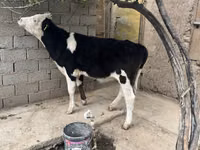 Sigir, Russian Black pied cattle — 3-rasm