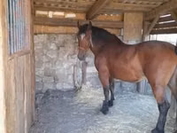 Jument, Međimurje horse — photo 3