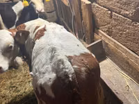 Bou, Simmental cattle — foto 1