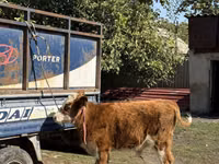Toro, Simmental cattle — foto 3
