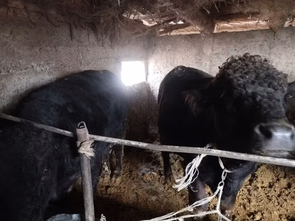 公牛, Aberdeen-Angus