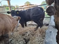 Vache, Bleue de Belgique — photo 1