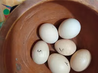 Seidenhuhn — Foto 1