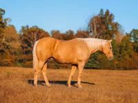 公马, Quarter Horse — 照片 6