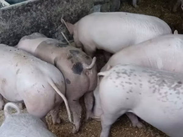 Scroafă, Porci