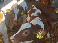 Bulle, Simmental cattle — Foto 1