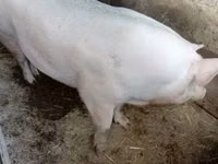 Scroafă — foto 1