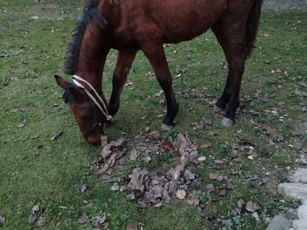 公马, Horses