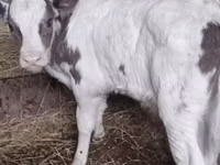 Bull, Cattle — photo 1