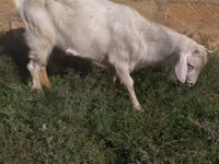 Billy Goat, Saanen goat — photo 3