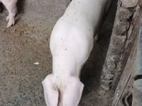 Säue, Schweine — Foto 1
