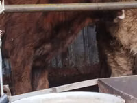 母牛, Cattle — 照片 4