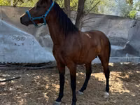 公马, Horses — 照片 3