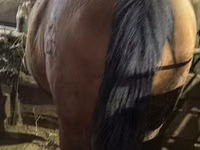 Jument, Chevaux — photo 6