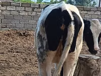 Sigir, Simmental cattle — 3-rasm