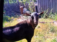 Ziegenbock, Murcia-Granada goats — Foto 2