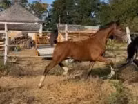 حصان, Dutch warmblood horse — الصورة 4