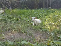 Ziege, Orenburg goat — Foto 1