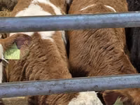 Bulle, Simmental cattle — Foto 3